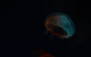 Preview wallpaper jellyfish, glow, underwater world, dark