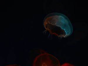 Preview wallpaper jellyfish, glow, underwater world, dark