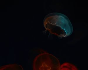 Preview wallpaper jellyfish, glow, underwater world, dark