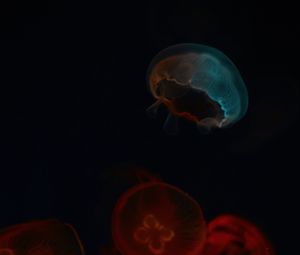 Preview wallpaper jellyfish, glow, underwater world, dark