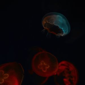 Preview wallpaper jellyfish, glow, underwater world, dark