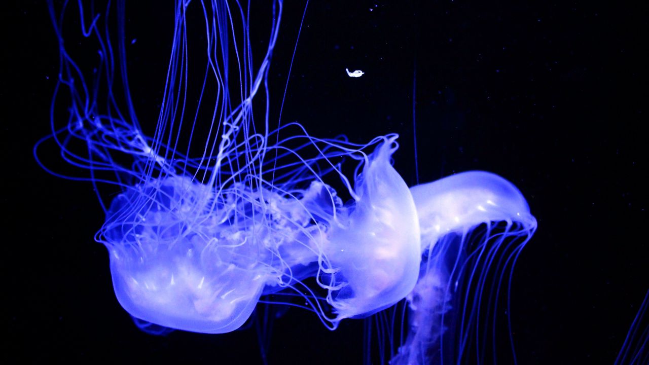 Wallpaper jellyfish, glowing, phosphorus