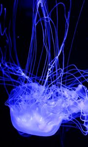 Preview wallpaper jellyfish, glowing, phosphorus