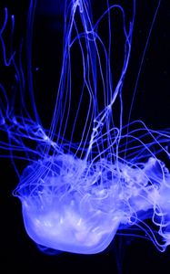 Preview wallpaper jellyfish, glowing, phosphorus