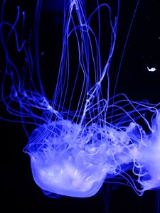 Preview wallpaper jellyfish, glowing, phosphorus