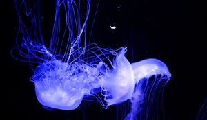 Preview wallpaper jellyfish, glowing, phosphorus