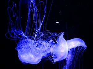 Preview wallpaper jellyfish, glowing, phosphorus