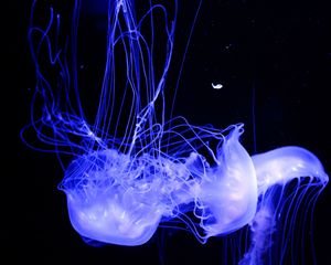 Preview wallpaper jellyfish, glowing, phosphorus