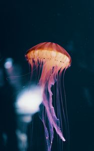 Preview wallpaper jellyfish, neon, phosphorus, underwater world