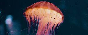 Preview wallpaper jellyfish, neon, phosphorus, underwater world