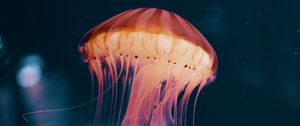 Preview wallpaper jellyfish, neon, phosphorus, underwater world