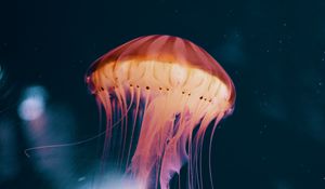 Preview wallpaper jellyfish, neon, phosphorus, underwater world