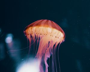 Preview wallpaper jellyfish, neon, phosphorus, underwater world