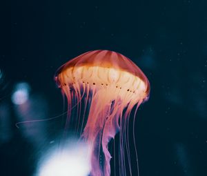 Preview wallpaper jellyfish, neon, phosphorus, underwater world
