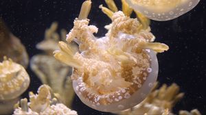 Preview wallpaper jellyfish, ocean, underwater world