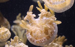 Preview wallpaper jellyfish, ocean, underwater world