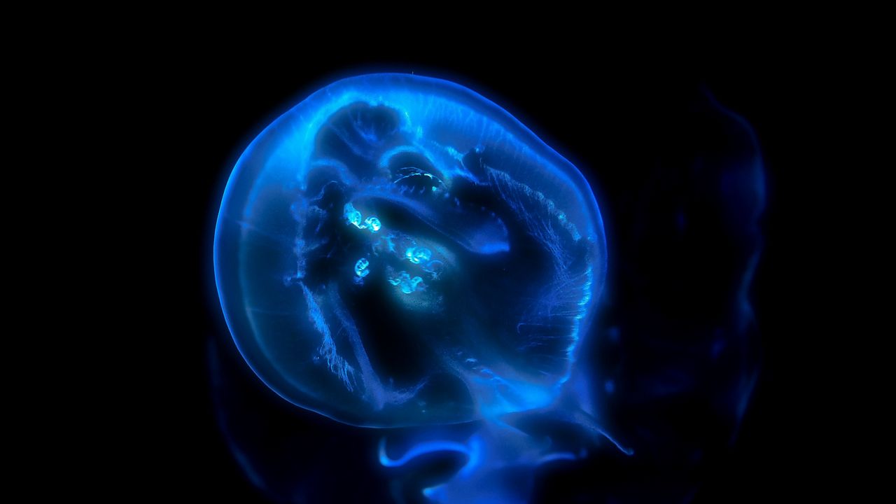 Wallpaper jellyfish, phosphorus, light, underwater world