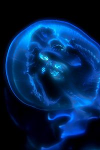 Preview wallpaper jellyfish, phosphorus, light, underwater world
