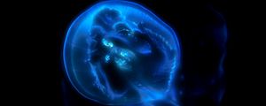 Preview wallpaper jellyfish, phosphorus, light, underwater world