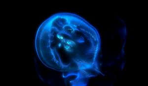 Preview wallpaper jellyfish, phosphorus, light, underwater world