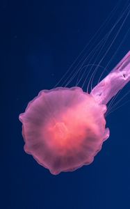 Preview wallpaper jellyfish, pink, transparent, sea, underwater world