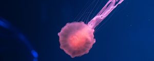Preview wallpaper jellyfish, pink, transparent, sea, underwater world
