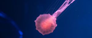 Preview wallpaper jellyfish, pink, transparent, sea, underwater world