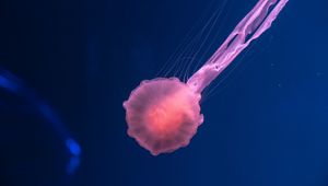 Preview wallpaper jellyfish, pink, transparent, sea, underwater world