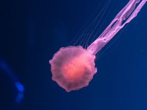 Preview wallpaper jellyfish, pink, transparent, sea, underwater world