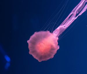 Preview wallpaper jellyfish, pink, transparent, sea, underwater world