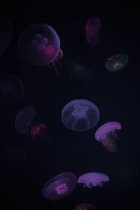 Preview wallpaper jellyfish, purple, dark, underwater