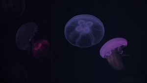 Preview wallpaper jellyfish, purple, dark, underwater