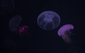 Preview wallpaper jellyfish, purple, dark, underwater