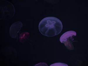 Preview wallpaper jellyfish, purple, dark, underwater