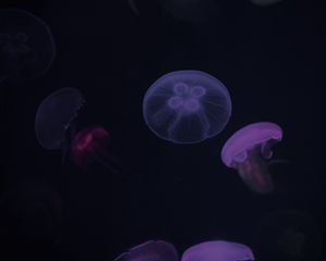 Preview wallpaper jellyfish, purple, dark, underwater