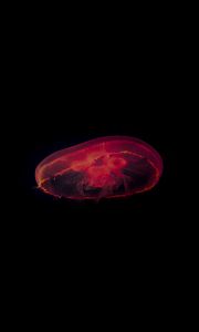 Preview wallpaper jellyfish, red, dark, depth, underwater