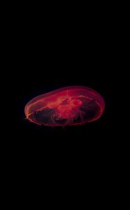 Preview wallpaper jellyfish, red, dark, depth, underwater