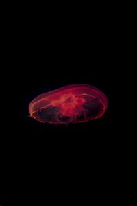 Preview wallpaper jellyfish, red, dark, depth, underwater