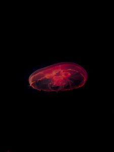 Preview wallpaper jellyfish, red, dark, depth, underwater