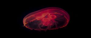 Preview wallpaper jellyfish, red, dark, depth, underwater