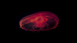 Preview wallpaper jellyfish, red, dark, depth, underwater