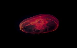 Preview wallpaper jellyfish, red, dark, depth, underwater