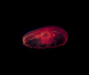 Preview wallpaper jellyfish, red, dark, depth, underwater