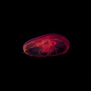 Preview wallpaper jellyfish, red, dark, depth, underwater