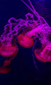 Preview wallpaper jellyfish, red, purple, water, underwater