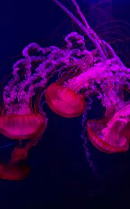 Preview wallpaper jellyfish, red, purple, water, underwater