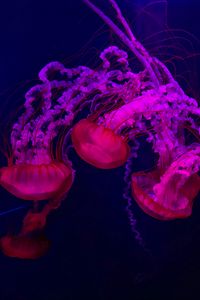 Preview wallpaper jellyfish, red, purple, water, underwater