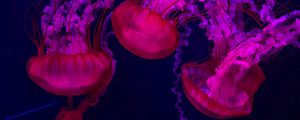 Preview wallpaper jellyfish, red, purple, water, underwater