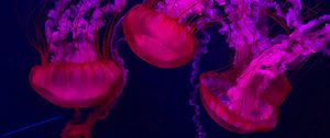 Preview wallpaper jellyfish, red, purple, water, underwater