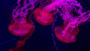 Preview wallpaper jellyfish, red, purple, water, underwater